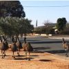 Emus flocking into town