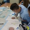 Coomealla suturing